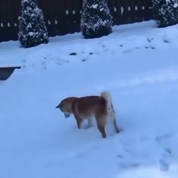 Jump in the Snow Our Dog Training Is to Help You Grow