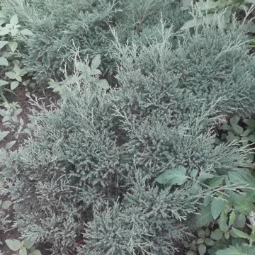 Juniper in the shade