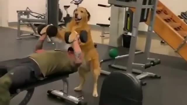 Your workout partner today is a smart dog.