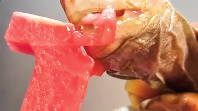 Tortoise Eating watermelon FOLLOW me for more