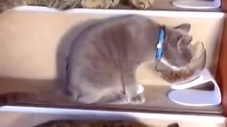 IMAGINE HOW MUCH THE OWNER OF THESE CATS SPENDS ON FOOD