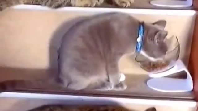 IMAGINE HOW MUCH THE OWNER OF THESE CATS SPENDS ON FOOD