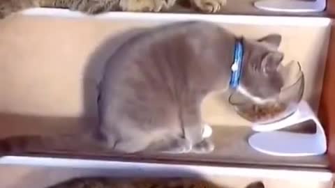 IMAGINE HOW MUCH THE OWNER OF THESE CATS SPENDS ON FOOD