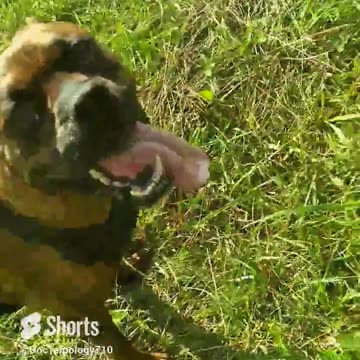 Training a Guard Dog