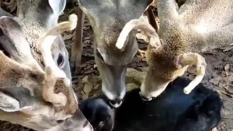 Deer loves cat. Cute animal video. Animal Love.