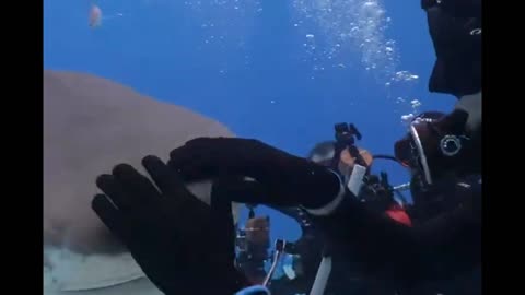 ''Dominating'' a tiger shark 🦈😱😱😱