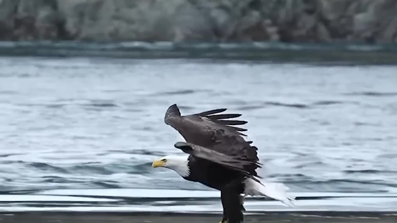 Eagle Viral Video || How a Eagle caught a fish while flying