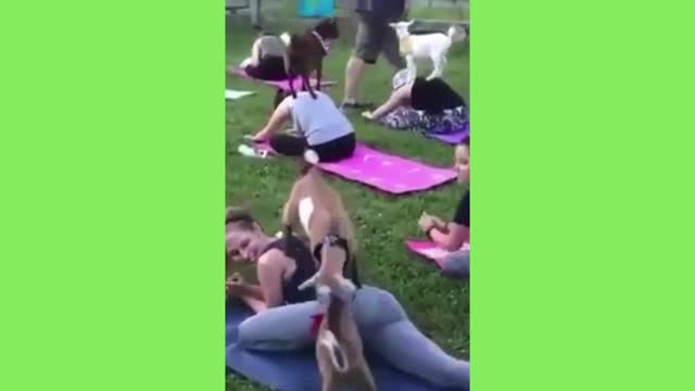 Animals in the way of yoga Funny videos Funny Pets