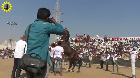 Indian horse dance