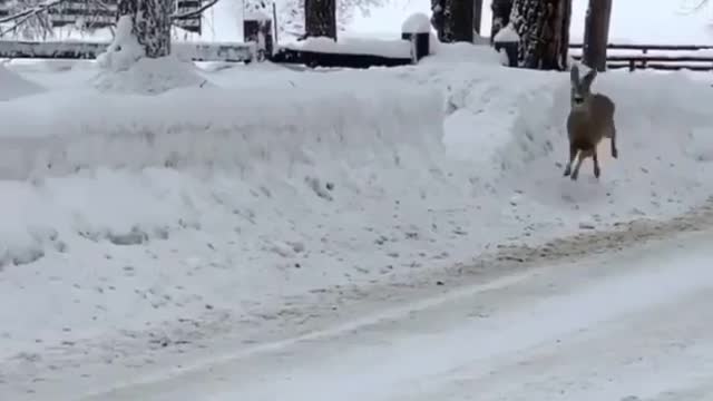 cool deer