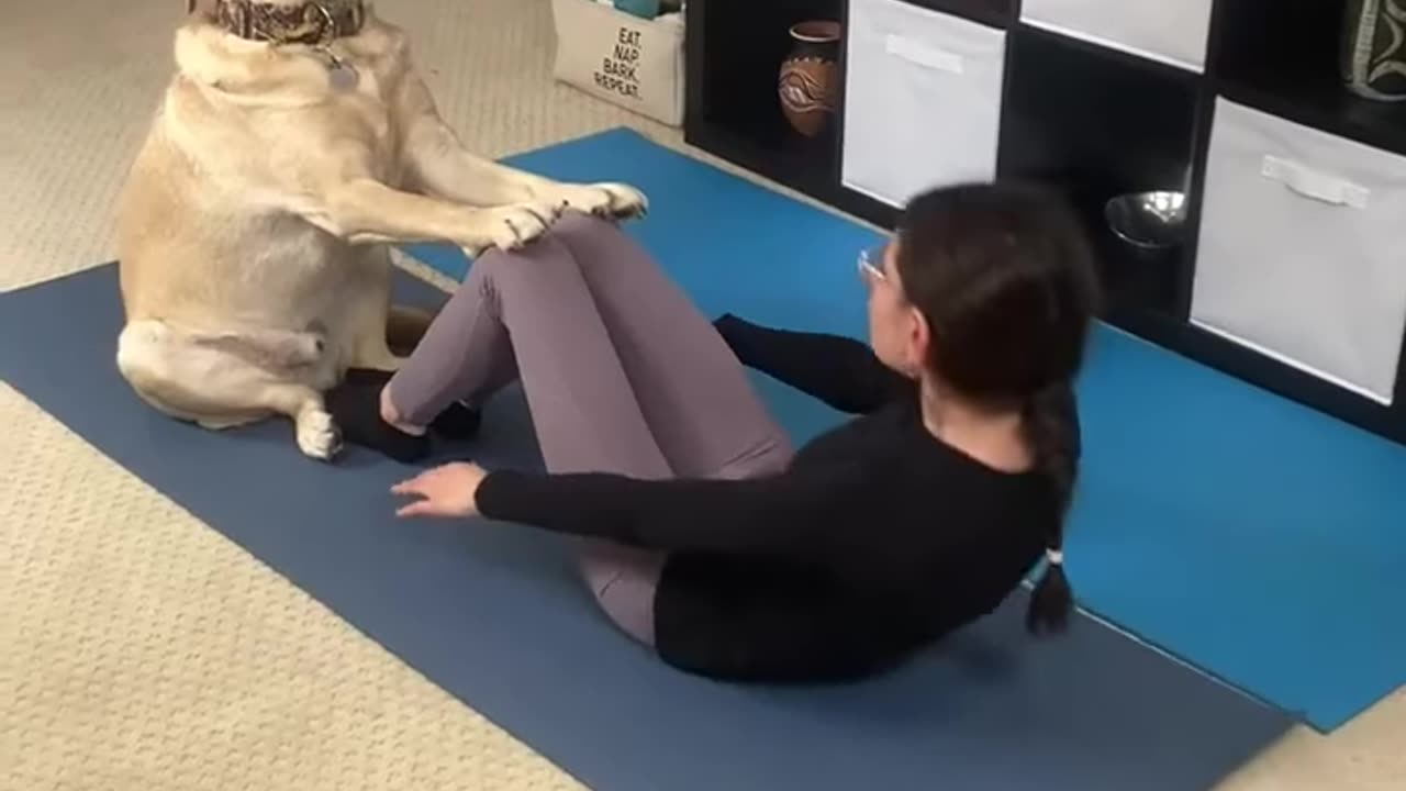 🐕 pet workout