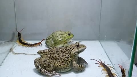 Reptiles Fight With Each Other