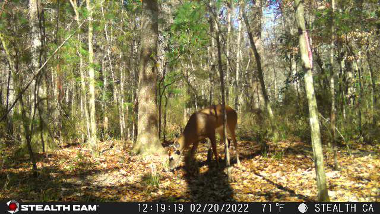 Doe Willingly Gets Poked In The Rear By a Bird - VIRAL