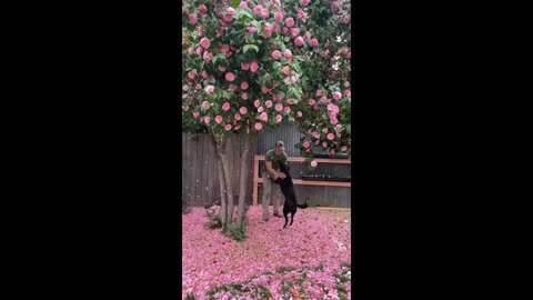 Dog playing with flowers