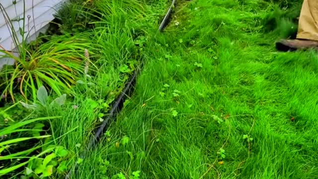 Flower bed hidden in overgrown grass