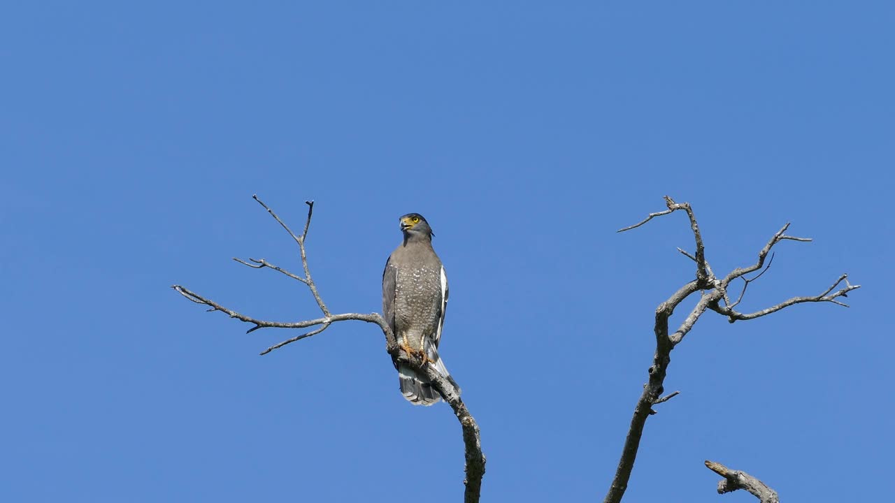 Lovely Birds