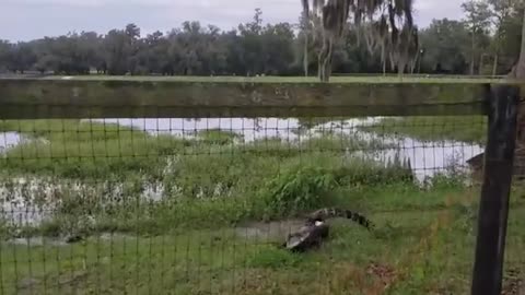 When Animals Messed with the Wrong Opponent