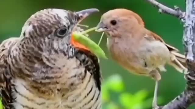 Amazing birds video eats food amazing