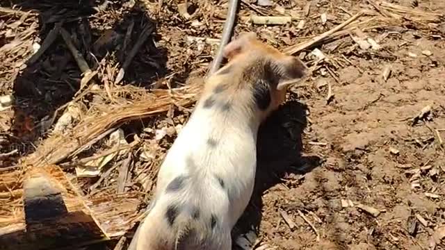 Tirando um cochilo depois do almoço
