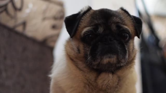 Funniest and Cutest Pug Dog Videos