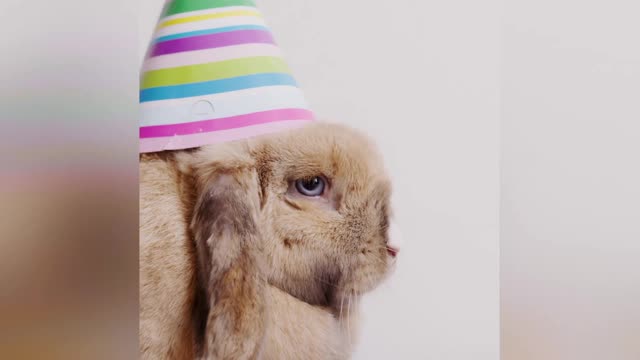 Funny animal videos###2022-17