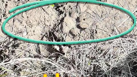 Black Bear Tracks