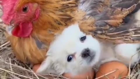 Cute Puppy Finds Safety Under Chicken Wings