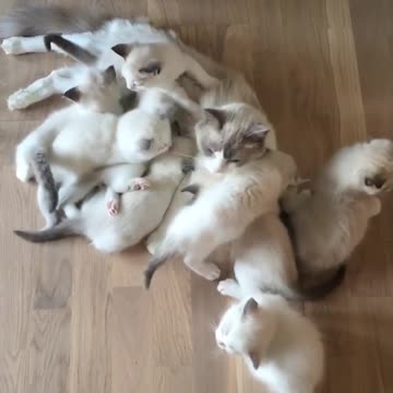 Mamma kitten attacked by swarm of hungry kittens