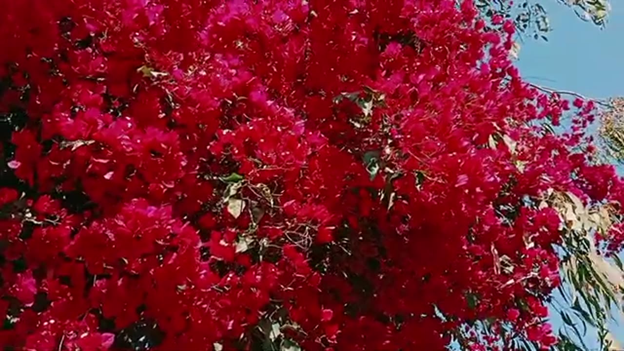 Flowers video