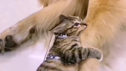 Kitten adorably sits right on top of sleeping dog