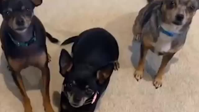 Pups has the sweetest dance when owner sing song