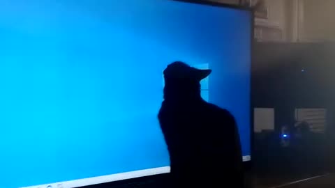 Salem the talking Cat Breaks a 60 inch TV off the wall