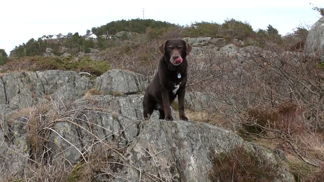 Dog Labrador Dog Friend Cute Retriever Brown