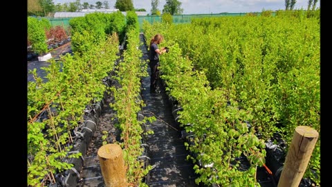 Laurel Hedges UK Instant Hedging Garden Boundary Plants Evergreen Trees ☎ 01704 827 224 Buy Online