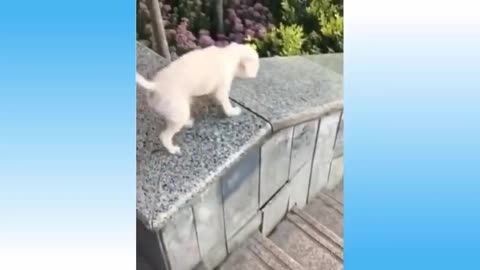 Top Funny Cat Videos!!