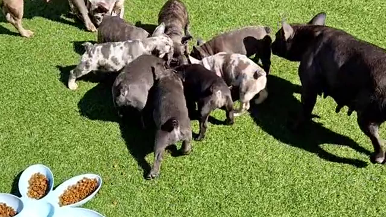 French Bulldog Puppy Feeding Time