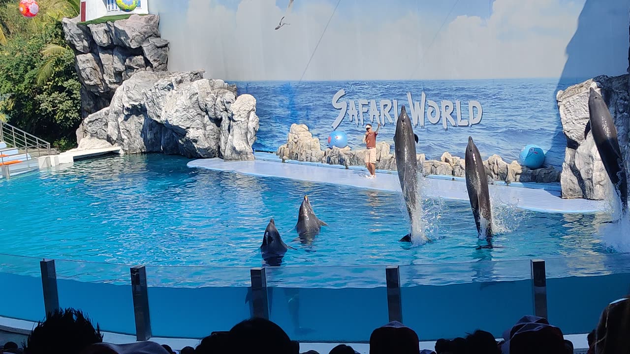 Dolphin show Thailand full HD