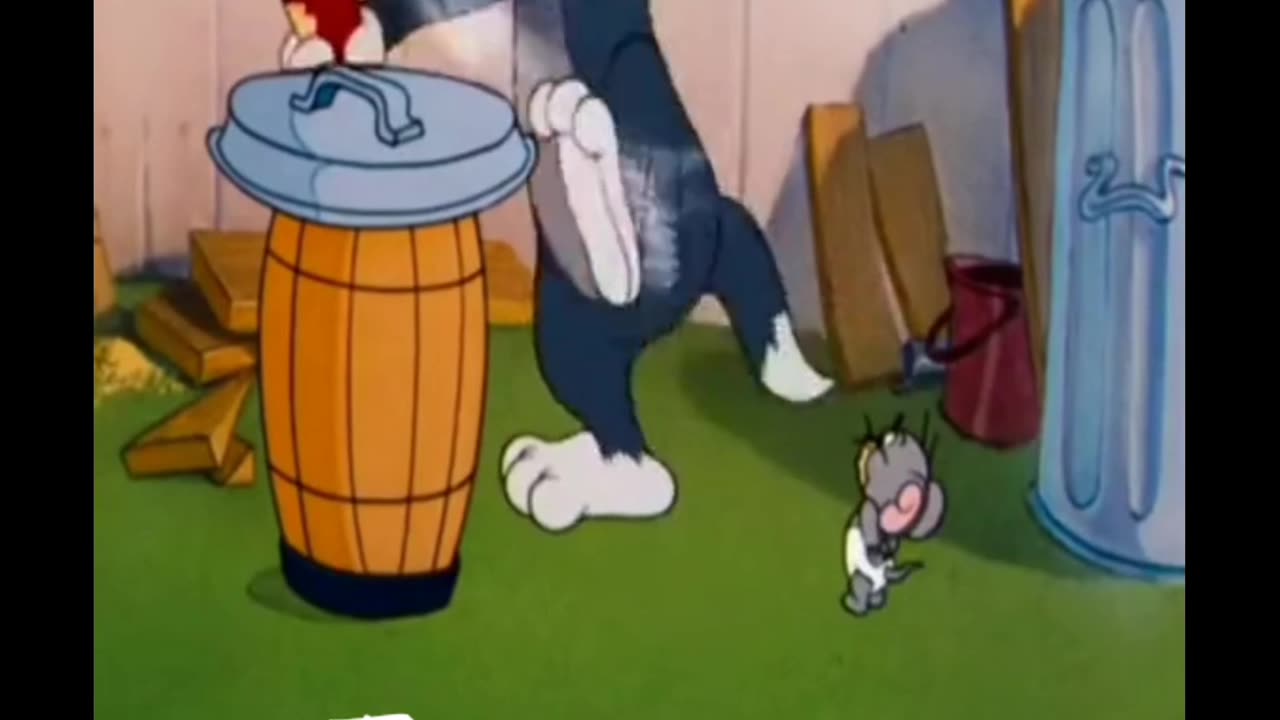 Tom&jerry cartoon