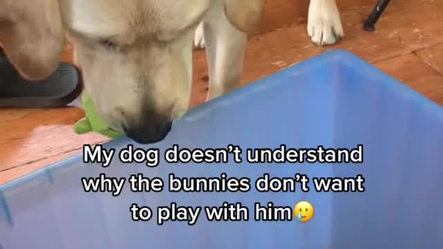 The dog wants to play with the rabbit