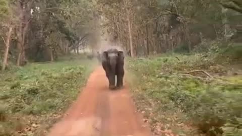 Elephants in Dudhwa National Park