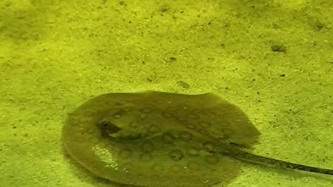 Freshwater stingray