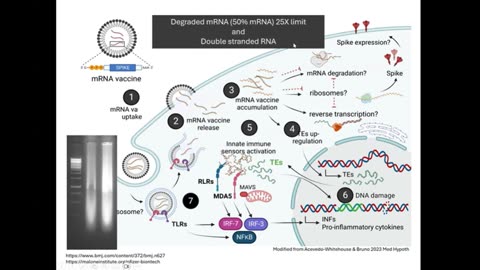 Intracellular Fate of the Synthetic RNAs