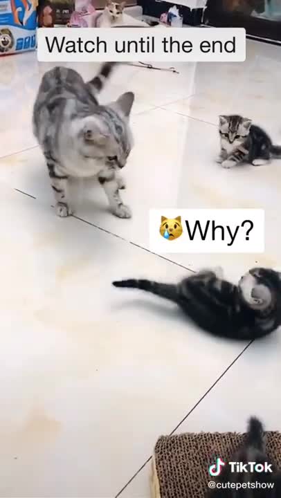 Cats are so funny PART 237 FUNNY CAT VIDEOS