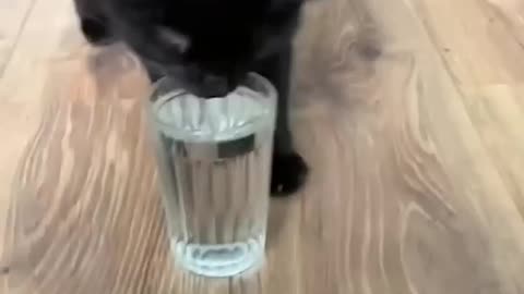 Funny cat complication