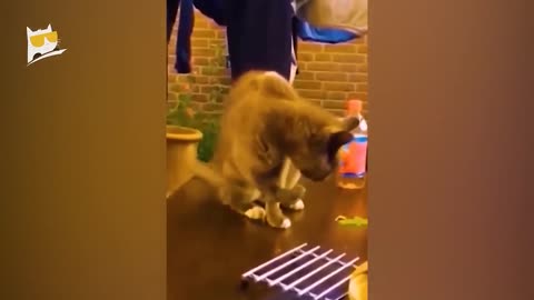 funny animals