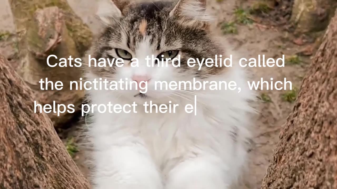 Cat Facts #6
