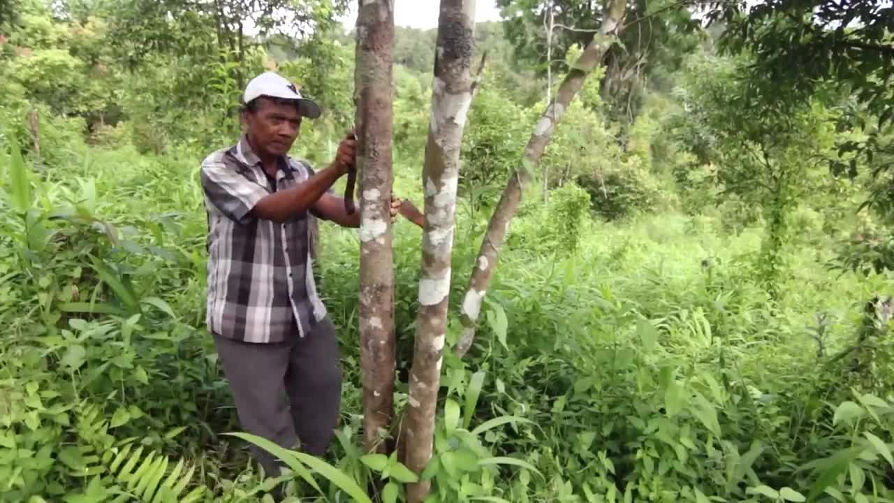 Cinnamon Making Process | Modern Ceylon Cinnamon Harvesting | How Ceylon Cinnamon Is Made