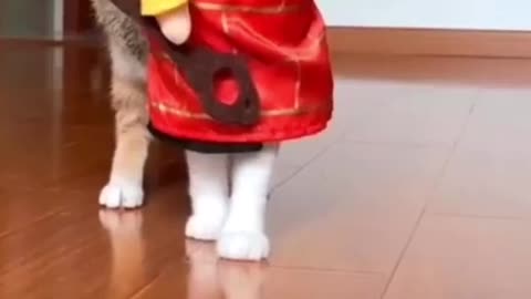 Cats funny video