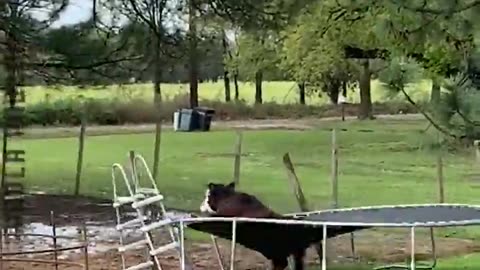Epic Trampoline Troubles