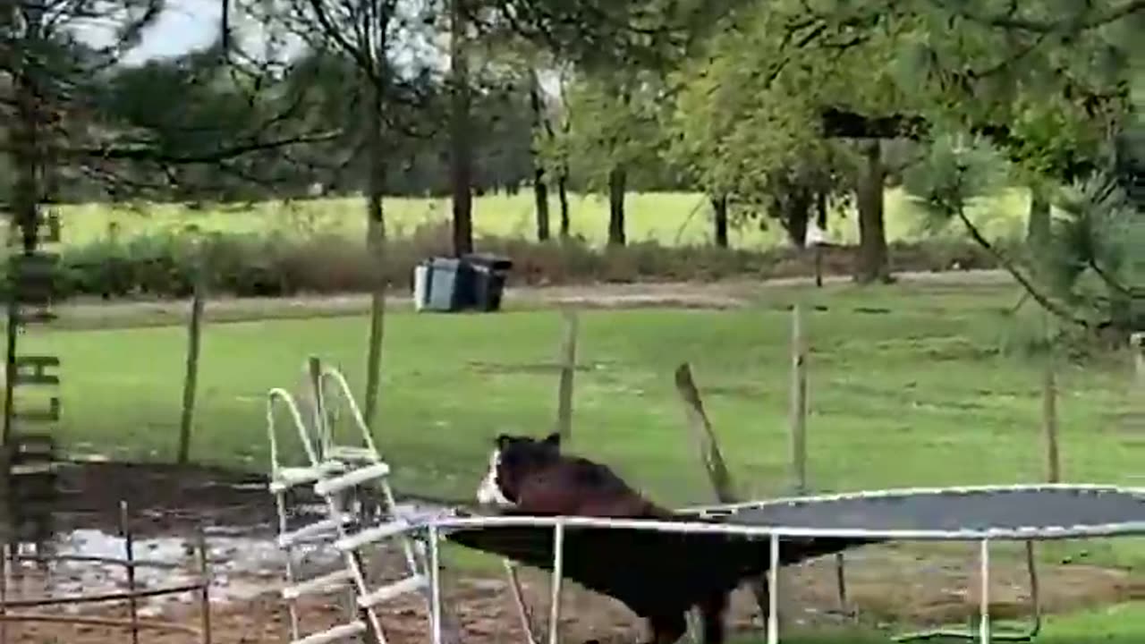 Epic Trampoline Troubles